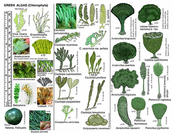 Microalgae Reference Card 1