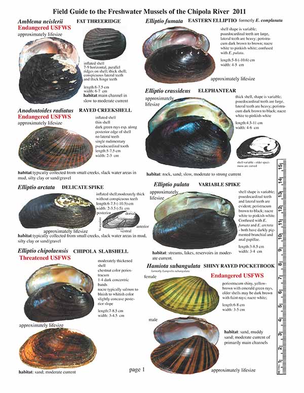 Field Guide to the Freshwater Mussels of the Chipola River Card 1