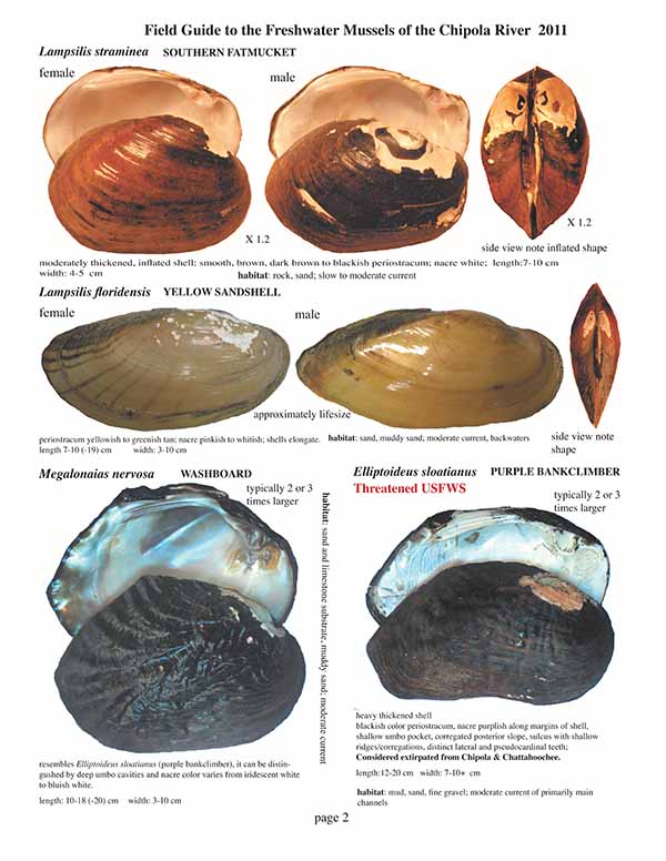 Field Guide to the Freshwater Mussels of the Chipola River Card 2