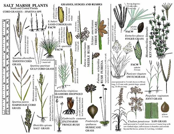 Salt Marsh Plants of South and Central Florida Card 1