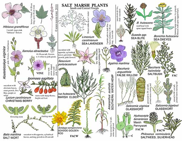 Salt Marsh Plants of South and Central Florida Card 2