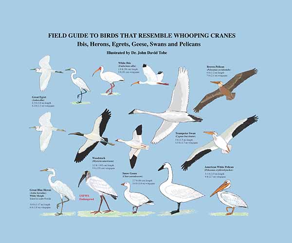 Field Guide to the Freshwater Mussels of the Chipola River Card 1