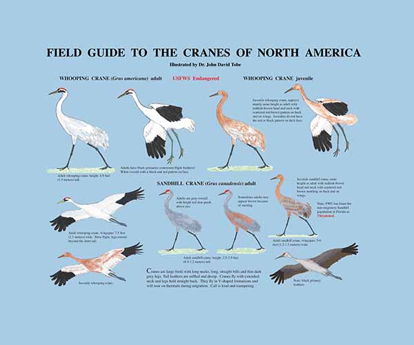 Field Guide to the Freshwater Mussels of the Chipola River Card 1 Card 2
